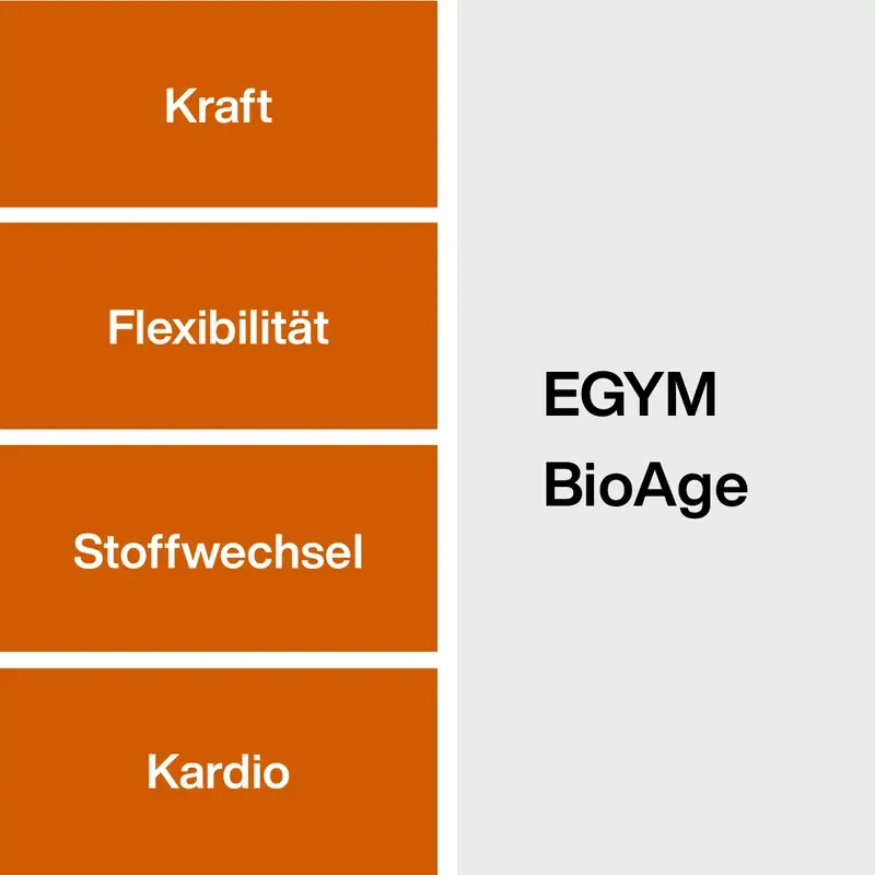 Wie-wird-BioAge-ermittelt